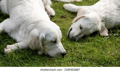 White Golden Retriever Young Dogs Lying Down On The Grass Outside. Cute Puppies Relaxing.