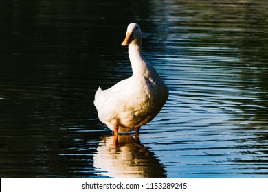 A White Goose