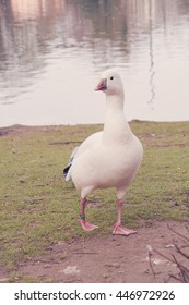 White Goose