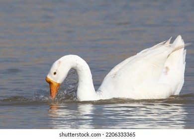 White Goose Beak In Water 