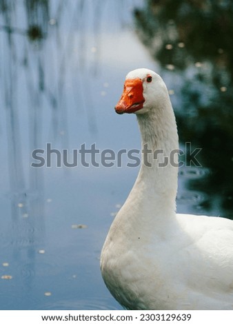 white goose by the water, goose close up, geese on the farm, raising geese, great big goose. Incredible photo of a goose. 