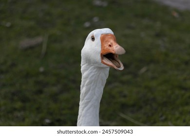 White goose closeup opening its beak - angry goose