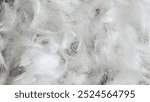 white goose feathers with visible texture. background