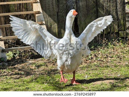 a white goose flapping its wings