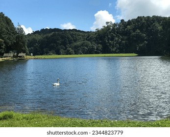 A white goose floats in a reservoir with greenery and a sky with white clouds. - Powered by Shutterstock