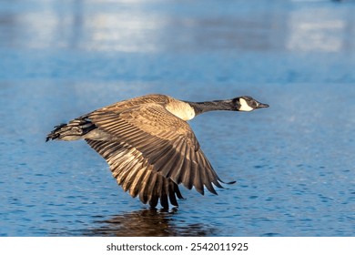 A white goose glides across a tranquil blue body of water, its wings spread wide as it touches down - Powered by Shutterstock