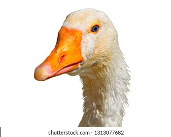 White goose head Anser domestic isolated on white background. White domestic young goose neck with feathers isolated. Goose animal head for trend fashion cloth design hipster surreal style. Cute beak