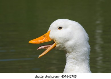 Closeup White Goose Head Profile Stock Photo (edit Now) 698091445