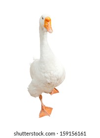 White Goose, Isolated