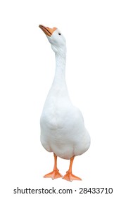 White Goose (isolated)