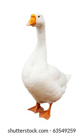 White Goose, Isolated