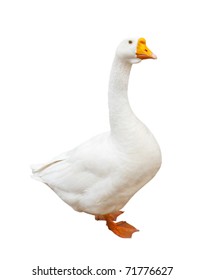 White Goose, Isolated