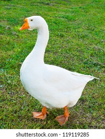 A White Goose On Green Grass