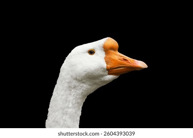 white goose with an orange beak and bright eye, emphasizing its distinctive features, commonly found near water bodies or farm settings. isolated on black background. 