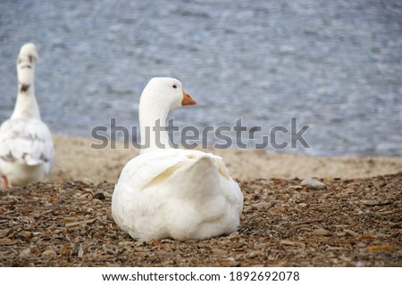 White goose sitting near the water. Goose behind