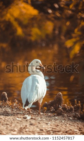 White goose staring