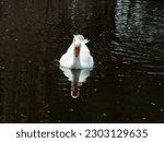 white goose swimming in water, goose in lake close up, geese on farm, raising geese, great big goose. Incredible photo of a goose. white swan on the lake