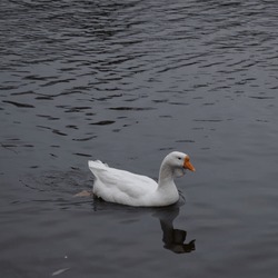 A White Goose Swims In The Monastery Pond.