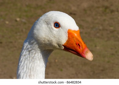 White Goose Very Bright Blue Eyes Stock Photo (Edit Now) 86482834