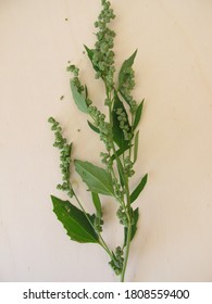 White Goosefoot With Seeds, Chenopodium Album