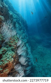 White gorgonian soft coral with sunlight underwater seascape in the Mediterranean sea, France, Occitanie, Pyrénées-Orientales - Shutterstock ID 2273977719
