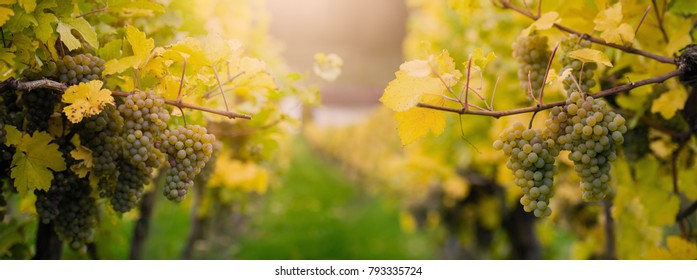 White Grape Leaved For Making Ice Wine On Wachau Valley, Austria