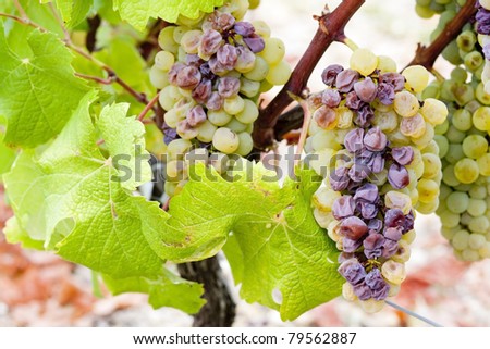 white grape in Sauternes Region, Aquitaine, France [[stock_photo]] © 