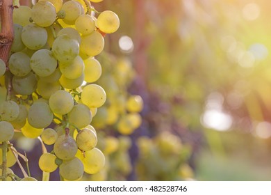 White Grape In A Vineyard During Autumn - Sunset