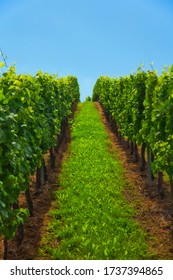 White Grape Vineyard On Mosel	