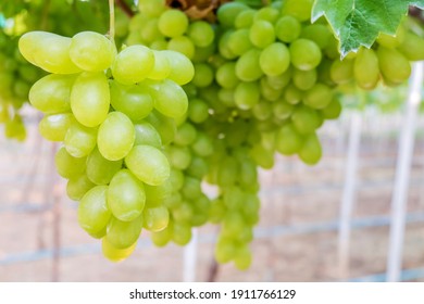 white grapes close up on the background of a vineyard with copy space
