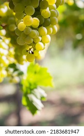 White Grapes Close Up On A Blur Background