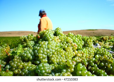 White grapes for excellent wine