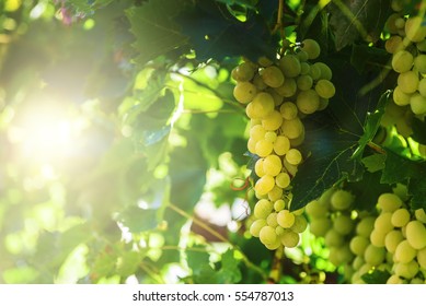 White grapes hanging on a bush in a sunny beautiful day