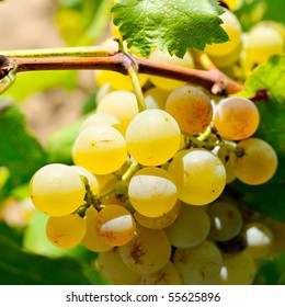 White Grapes In The Vineyard