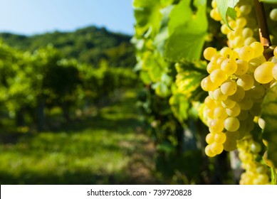 White Grapes At Vineyard 