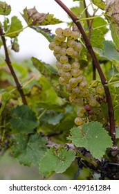 White Grapes from Winery