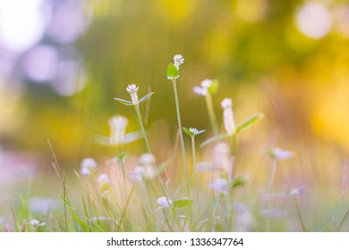 White Grass Flower and blur background. / Small white flowers in a field beautiful background. / White globe amaranth in grass field green blurred background.