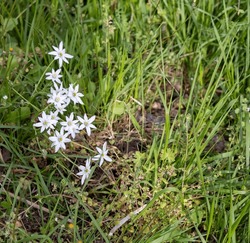 White Grass Lily (Ornithogalum Umbellatum) Flowers On Blurred Green Background