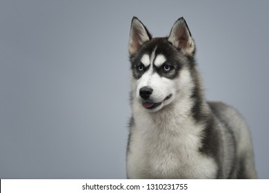 Big hairy husky chubby final Sorry, that big hairy husky chubby happens. Let's