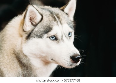 White And Gray Adult Siberian Husky Dog Or Sibirsky Husky With Blue Eyes Close Up Portrait On Dark Black Background