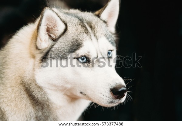 暗い黒い背景に白とグレイの成人のシベリアン ハスキー犬またはシビルスキー ハスキー犬と青の目の接写 の写真素材 今すぐ編集