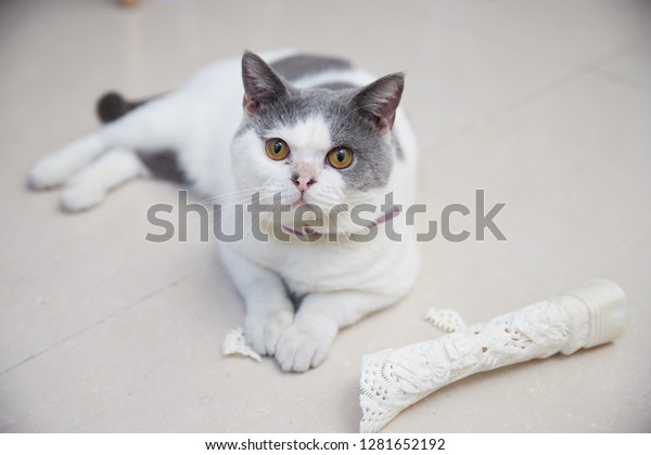 White Gray British Shorthair Cat Stock Photo Edit Now 1281652192