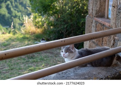 White, gray, brown, black, spotted cat rests at sunny summer day on the  brick wall, on the natural wooden bench and on green grass. Old wooden bench,  floor on  in the yard of vintage house 