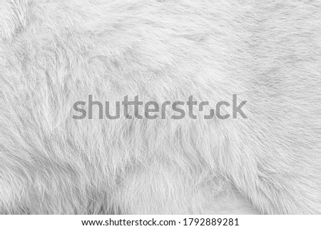 White gray cat fur texture abstract , animal skin patterns background