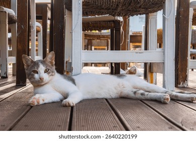 A white and gray cat lies on a wooden deck under rustic wooden chairs with woven seats. Natural light filters through in an outdoor setting in Cyprus.