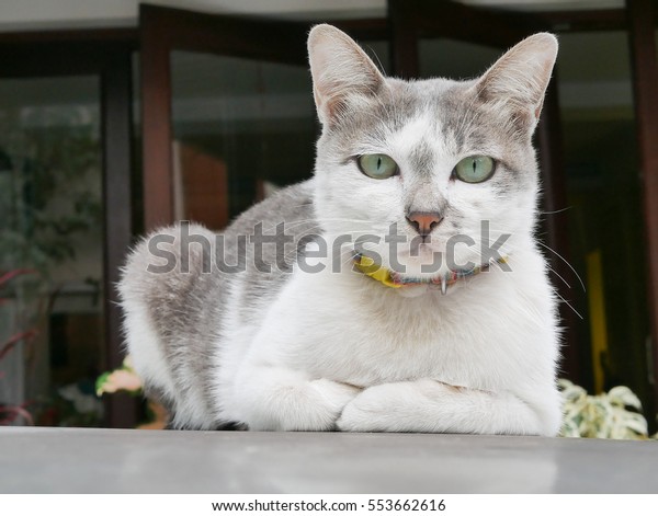 A white  gray cat on\
the car roof top