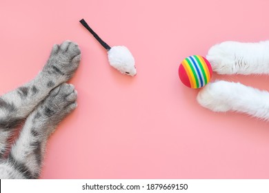 White and gray cat paws with ball and mice. Pink background, copy space, top view. Concept of games and entertainment for pets.