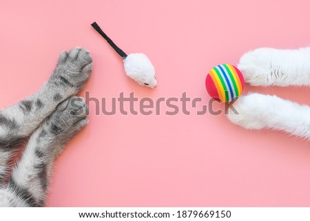 White and gray cat paws with ball and mice. Pink background, copy space, top view. Concept of games and entertainment for pets.