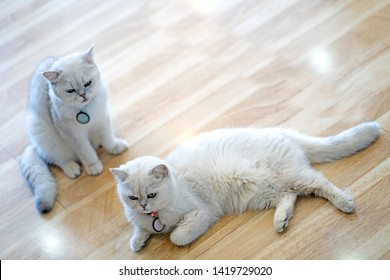 White, gray. Cat sitting staring at another bed. On the wooden floor in the room in the house.White four-legged animal.Cute mammals.Pets in the house.Inside the house that is clean, safe.