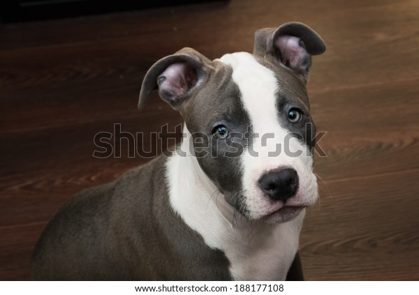 blue and white pitbull puppy